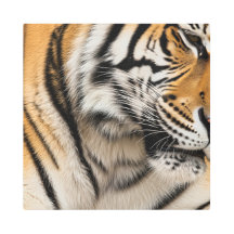 トラ素晴らしの毛皮の表面