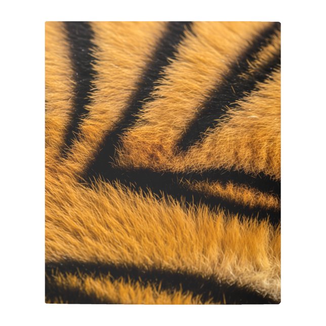 トラ素晴らしの毛皮の表面 メタルプリント (正面)