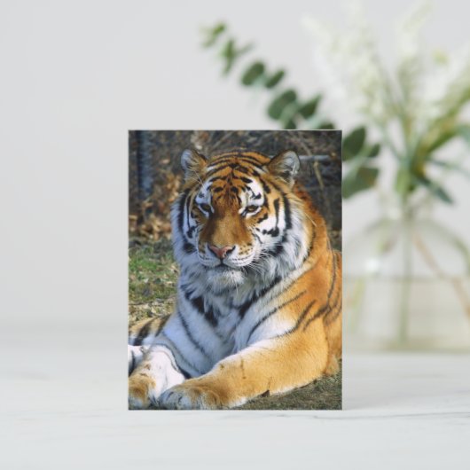 トラ ポストカード (スタンド正面)