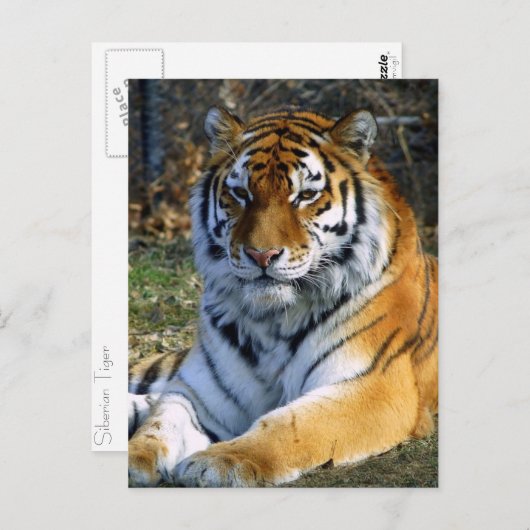 トラ ポストカード (正面/裏面)