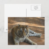 トラ ポストカード (正面/裏面)