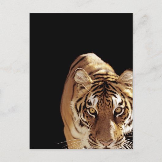 トラ (Panthera tigris) ポストカード (正面)
