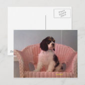 トリアメリカンコッカースパニエル犬子犬Jenna ポストカード (正面/裏面)