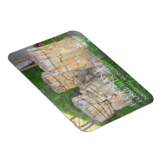 トリオの木の切り株フローリサン化石ベッド マグネット (右側)