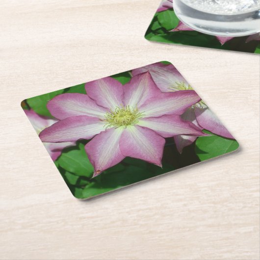 トリオオブクレマチスピンクとホワイト春つる植物 スクエアペーパーコースター (アングル)