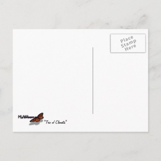 トリオオブクレマチスピンクとホワイト春つる植物 ポストカード (裏面)