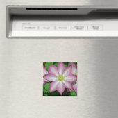 トリオオブクレマチスピンクとホワイト春つる植物 マグネット (インサイチュ (食洗機))