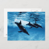 トリオオブドルフィンズ ポストカード (正面/裏面)