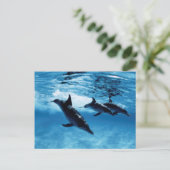 トリオオブドルフィンズ ポストカード (スタンド正面)