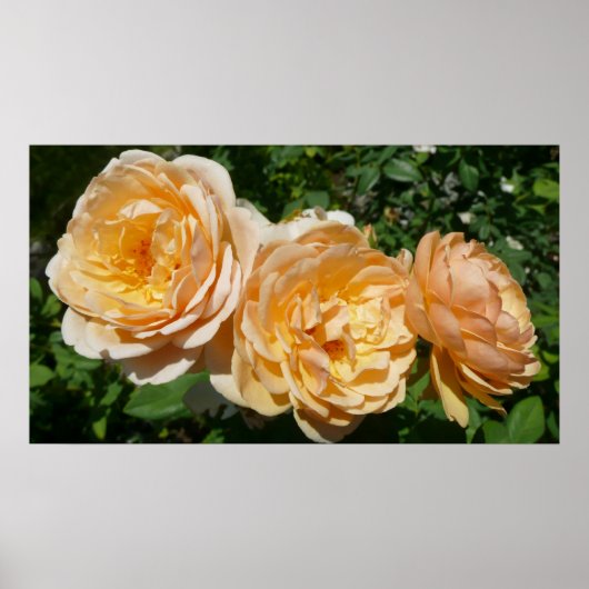 トリオオブピーチバラフローラ ポスター (正面)