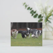 トリオ縁どクリー ポストカード (スタンド正面)