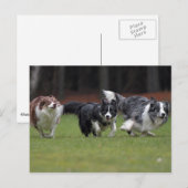 トリオ縁どクリー ポストカード (正面/裏面)