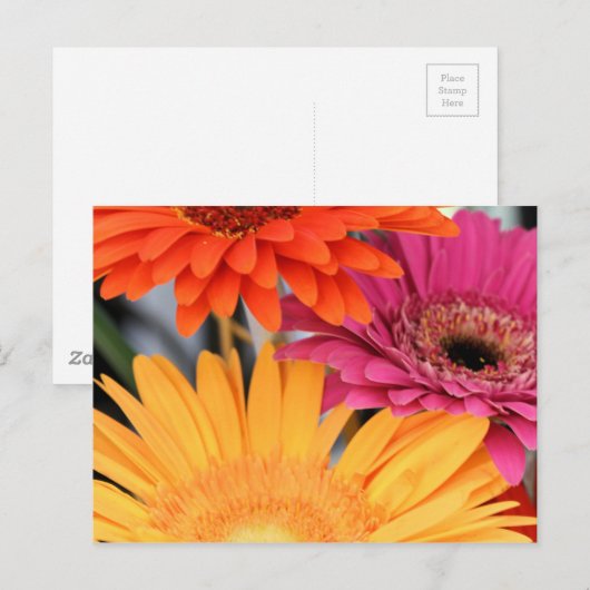 トリオ ポストカード (正面/裏面)