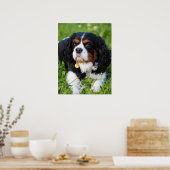 トリカラーカバリヤキングチャールズスパニエル犬ドッグ ポスター (キッチン)