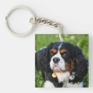 トリカラーカヴァリエキングチャールズスパニエル犬ドッグ キーホルダー