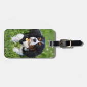 トリカラーカヴァリエキングチャールズスパニエル犬ドッグ ラゲッジタグ (正面横)