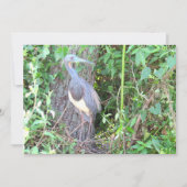 トリカラーヘロン建物アネスト (正面)