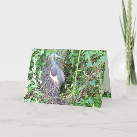 トリカラーヘロン建物アネスト カード (正面)