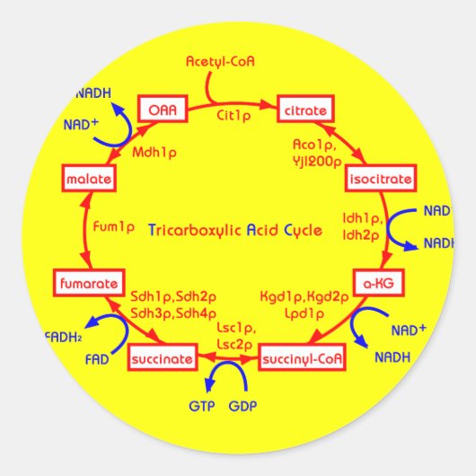 トリカルボン酸回路 ラウンドシール (正面)
