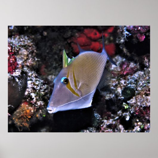 トリガーフィッシュ ポスター (正面)