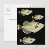 トリガーフィッシュ ポストカード (正面/裏面)