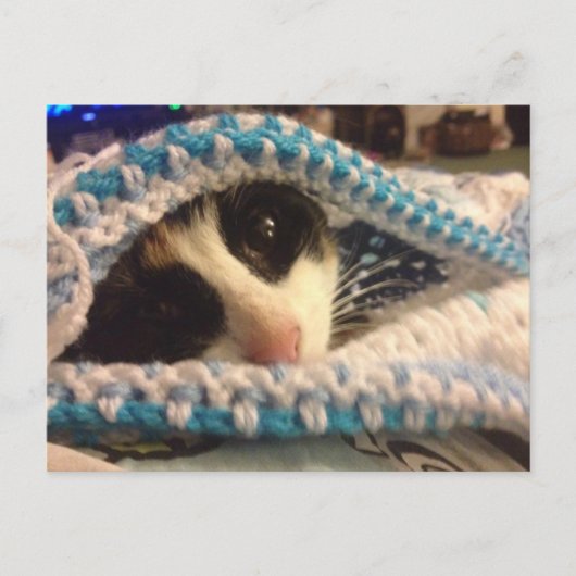 トリクシーとブルース ポストカード (正面)