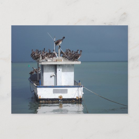 トリニダードのサン・フェルナンド埠頭のペリカン ポストカード (正面)