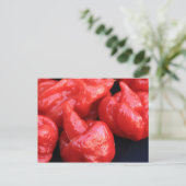 トリニダード・モーガスコーピオンチリペッパー葉書 ポストカード (スタンド正面)