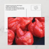 トリニダード・モーガスコーピオンチリペッパー葉書 ポストカード (正面/裏面)