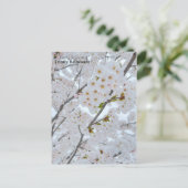 トリニティ・さくらんぼの花の葉書 ポストカード (スタンド正面)