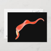 トリパノソーマ概念図2 ポストカード (正面/裏面)