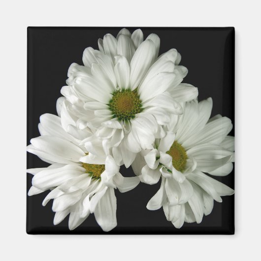 トリプルデライトマグネット マグネット (正面)