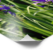 トリプルパープルアイリスの写真アート フォトプリント            (角)