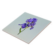 トリプルパープルアイリス タイル (側面)