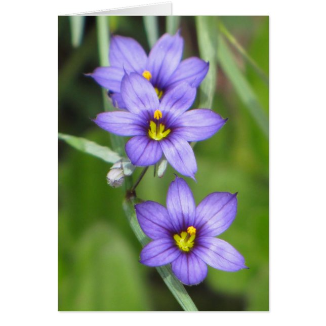 トリプルパープル (正面)