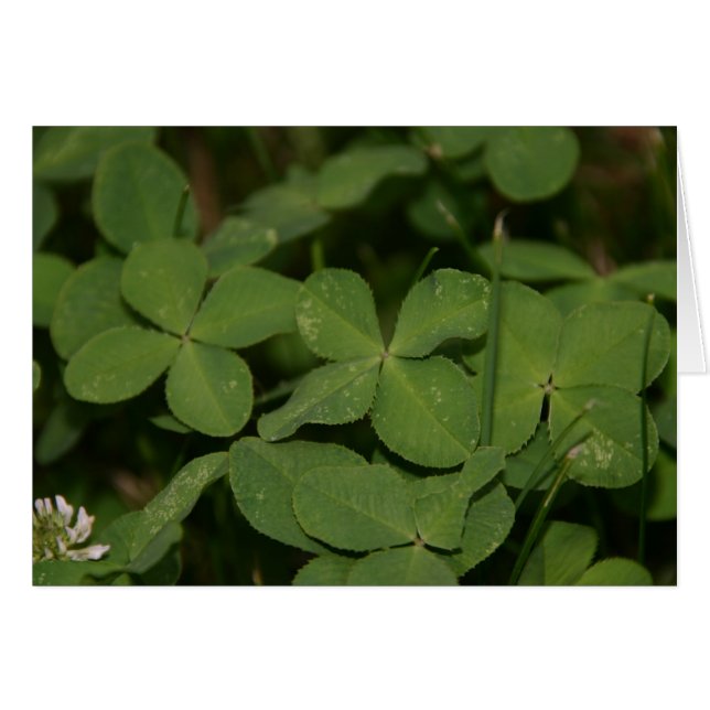 トリプルラックカード (正面横)