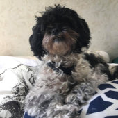 **トリプレットテディベア**住所 シール