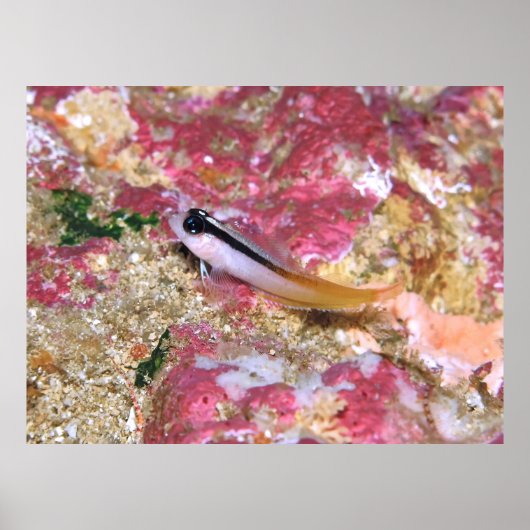 トリプレフィン ポスター (正面)