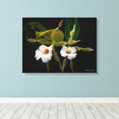 トリホピリアトルティリス キャンバスプリント (インサイチュ (ウッドフロア))