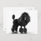トリミングされた黒いプードル ポストカード (正面/裏面)