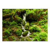 トリリウム秋アットレッドウッド国立公園 (正面横)