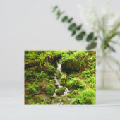 トリリウム秋アットレッドウッド国立公園 ポストカード (スタンド正面)