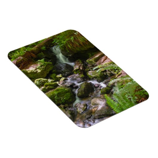 トリリウム秋レッドウッドナショナルパークカリフォルニア マグネット (右側)