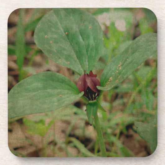 トリリウム花 コースター (正面)