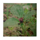 トリリウム花 タイル (正面)