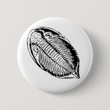 トリリオビテ化石