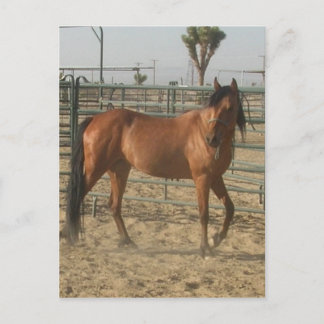 「トリンケット」 ポストカード