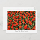 トリンプチューリップトゥリパ「エルミタージュ」はがき ポストカード (正面/裏面)