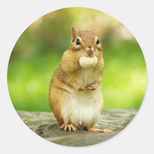 トリート付きチップムンク ラウンドシール (正面)