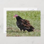 トルコのハゲタカ写真はがき ポストカード (正面/裏面)